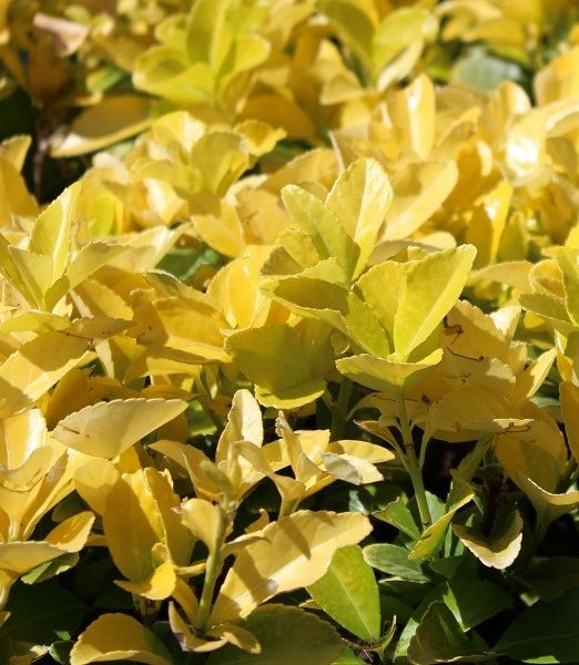 Euonymus japonicus 'El Dorado' ®